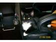 Adopt 'SCAT MAN' a Domestic Short Hair-black and white
